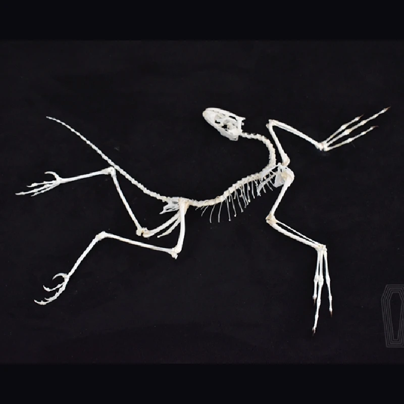 2120 Archaeopteryx Fossil Art  - Fossil Replica Display review and price