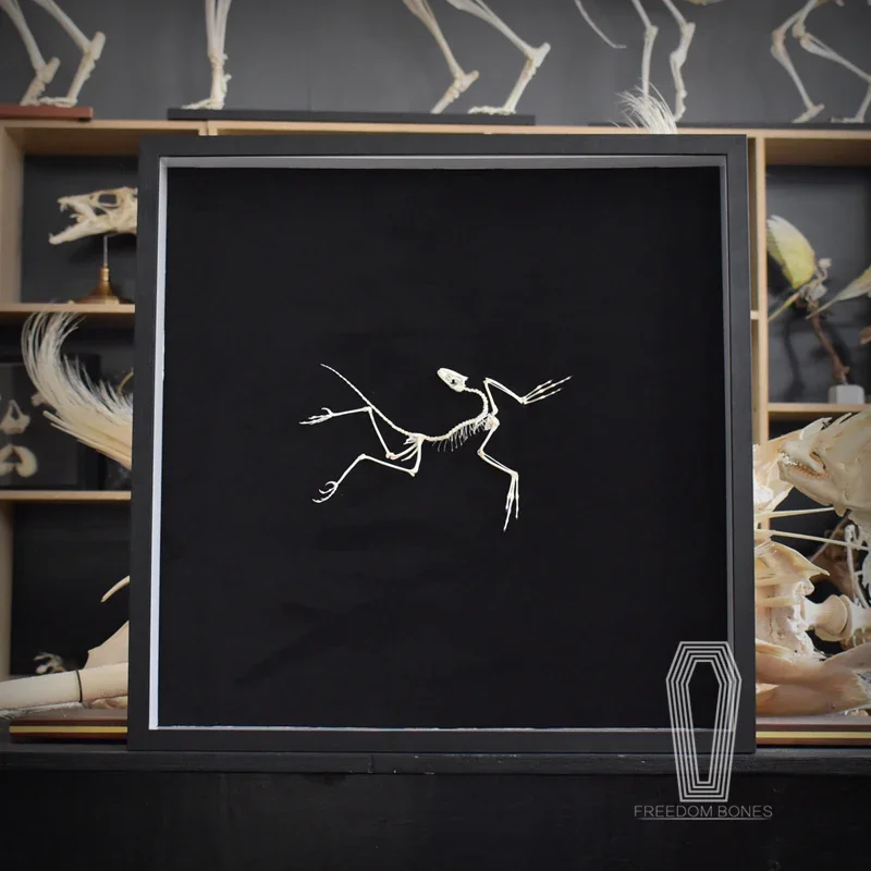 2120 Archaeopteryx Fossil Art  - Fossil Replica Display review and price