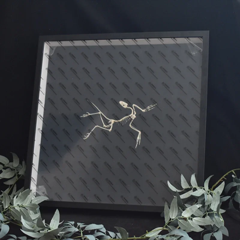2120 Archaeopteryx Fossil Art  - Fossil Replica Display review and price
